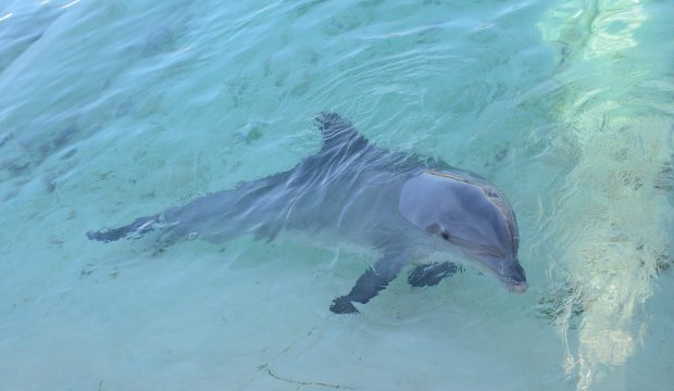 Tahar ryad  a nagé avec les dauphins