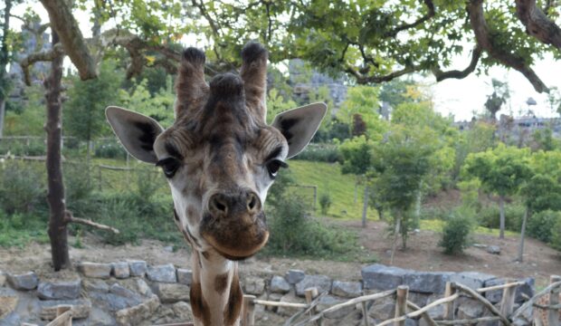 Léon  a fait un séjour au Zoo Pairi Daiza en famille